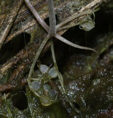 Utricularia cucullata