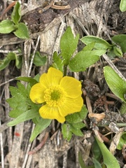 Ranunculus suksdorfii