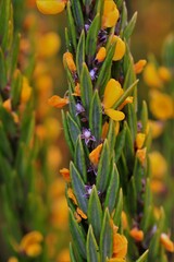 Aotus lanigera