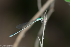 Leptobasis melinogaster
