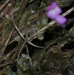 Utricularia cucullata