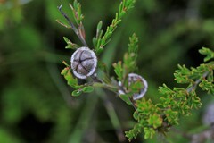 Leptospermum liversidgei