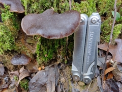 Pseudohydnum orbiculare