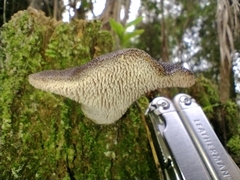 Pseudohydnum orbiculare