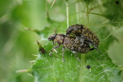 Rhinocyllus