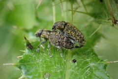 Rhinocyllus