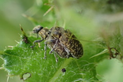 Rhinocyllus