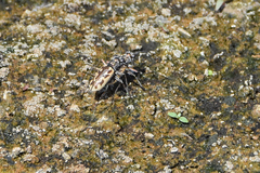 Ellipsoptera cuprascens