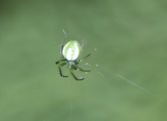 Araneus juniperi