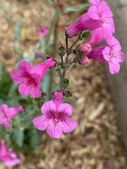 Penstemon parryi
