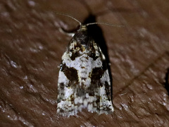 Archips mortuana