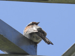 Emberiza koslowi