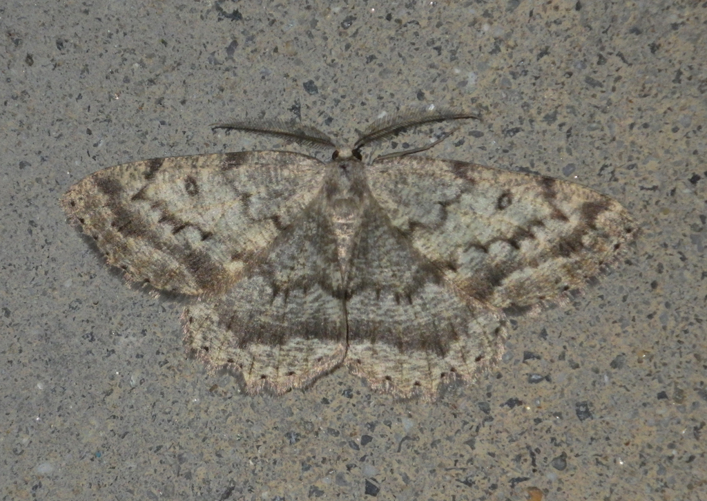 Elophos vittaria