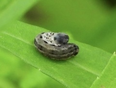 Empria