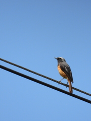 Phoenicurus hodgsoni