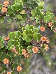 Ceanothus rigidus