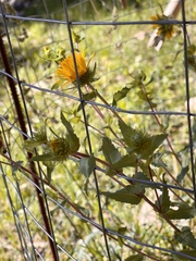 Grindelia scabra