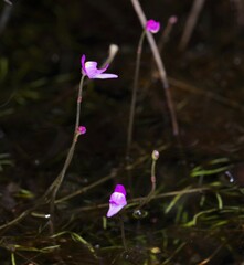 Utricularia cucullata