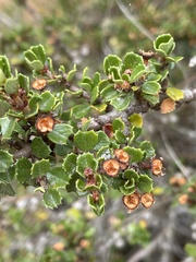 Ceanothus rigidus