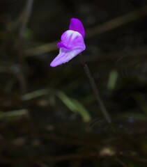 Utricularia cucullata