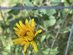 Grindelia scabra