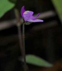 Utricularia cucullata