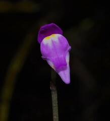Utricularia cucullata