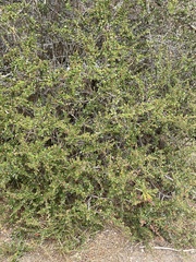 Ceanothus rigidus