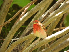 Carpodacus erythrinus