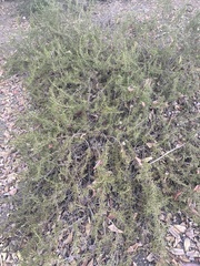 Adolphia californica