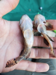 Tridentiger barbatus