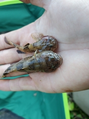 Tridentiger barbatus