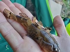 Tridentiger barbatus