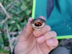 Tridentiger barbatus