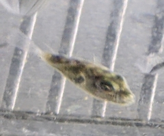 Sphoeroides maculatus