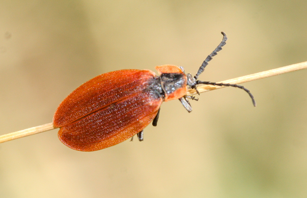 Lycus fulvellus