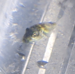 Sphoeroides maculatus