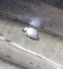 Sphoeroides maculatus