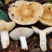 Russula cerolens - Photo (c) Christian Schwarz, some rights reserved (CC BY-NC), uploaded by Christian Schwarz