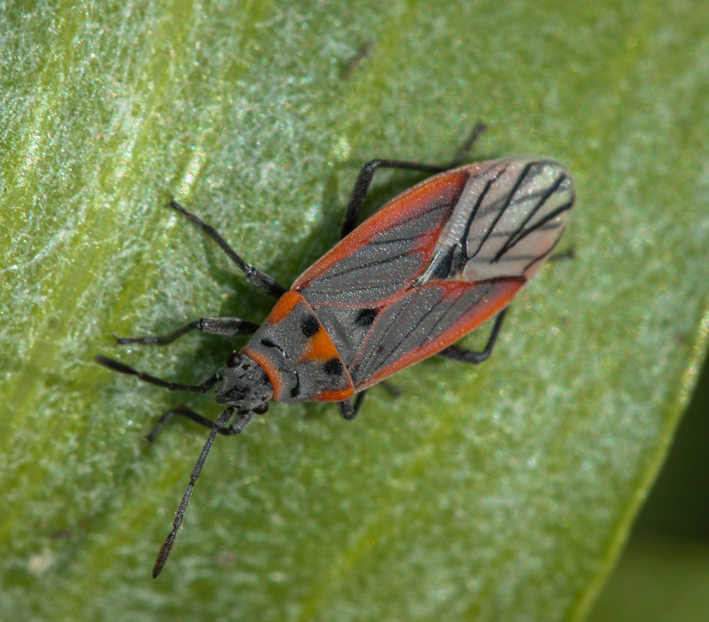 Black-veined Seed Bug