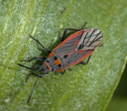 Black-veined Seed Bug