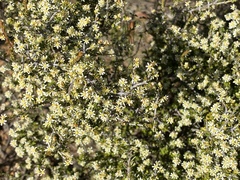 Pseudanthus ovalifolius