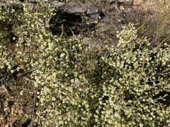 Pseudanthus ovalifolius