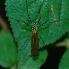 Nephrotoma cornicina