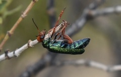 Eupompha fissiceps