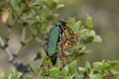 Eupompha fissiceps