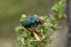 Eupompha fissiceps
