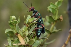 Eupompha fissiceps