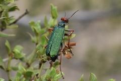 Eupompha fissiceps
