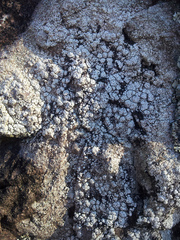 Pertusaria allanii